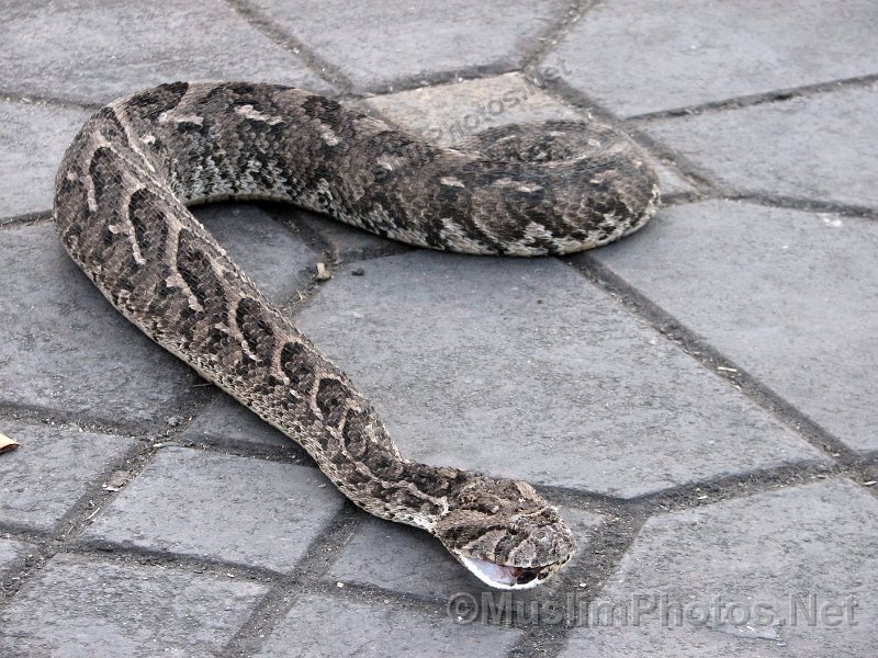 Snakes on Jama el Fna